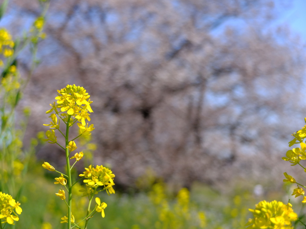 Spring joy