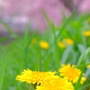 タンポポと八重桜