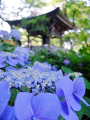 古刹の紫陽花