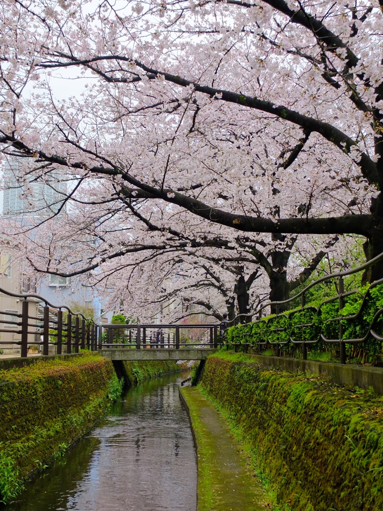 癒しの用水路