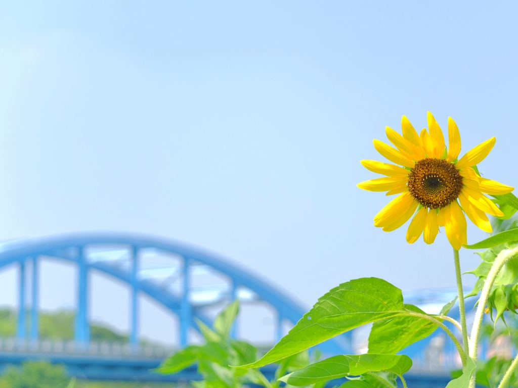 丸子橋の夏風景