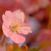 Fantasy　Pink