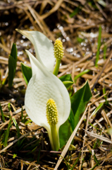 水芭蕉