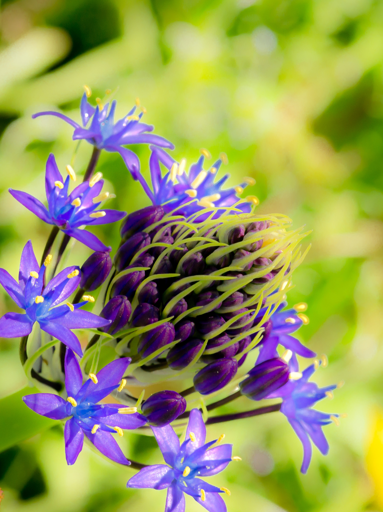 渡良瀬遊水地の花