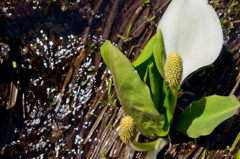 水芭蕉