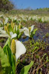 玉原湿原の水芭蕉