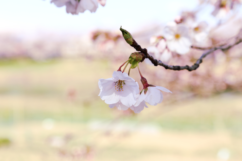 ぼくの桜色