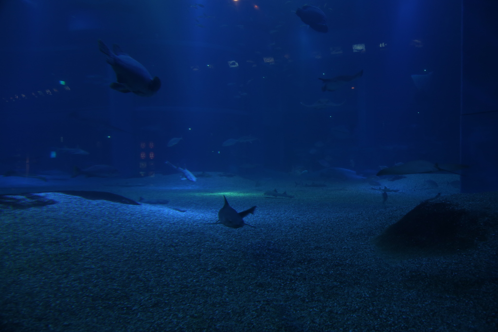 海遊館