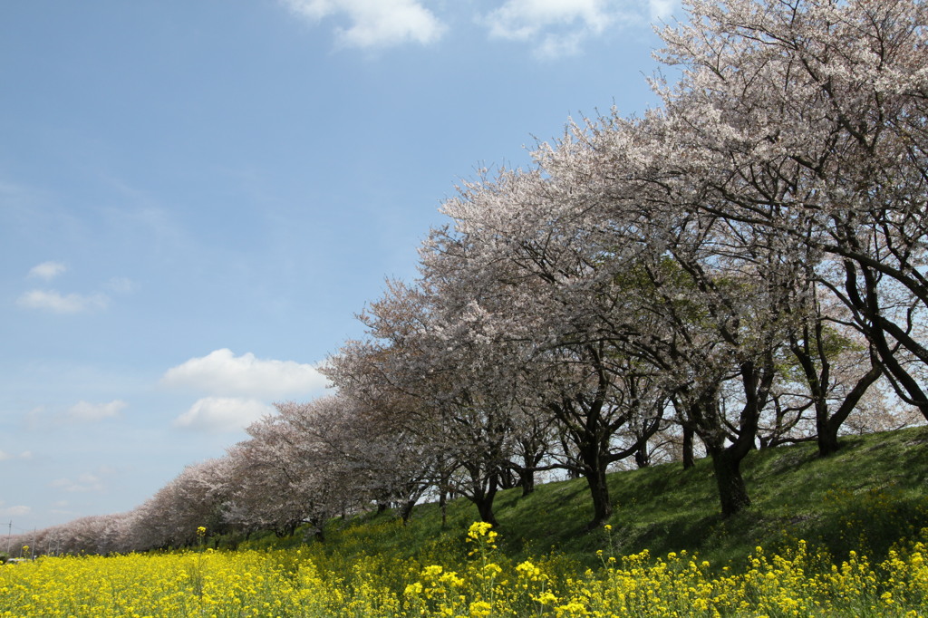 さくら堤