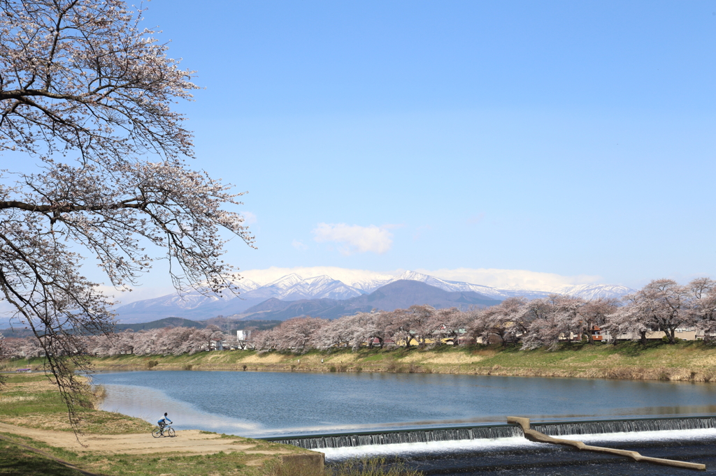 白石川堤