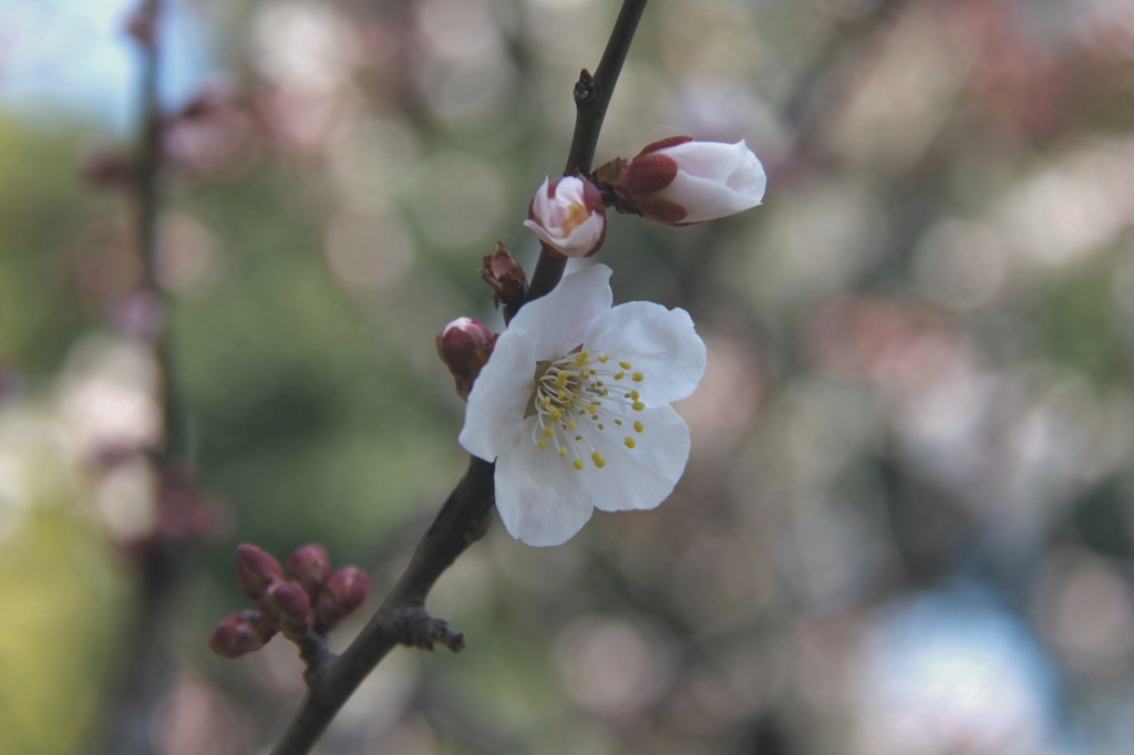 成長過程をストップモーションで