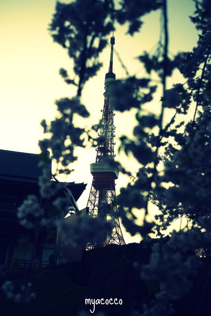 桜×東京塔