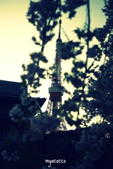 桜×東京塔