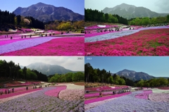 秩父芝桜の丘の4年