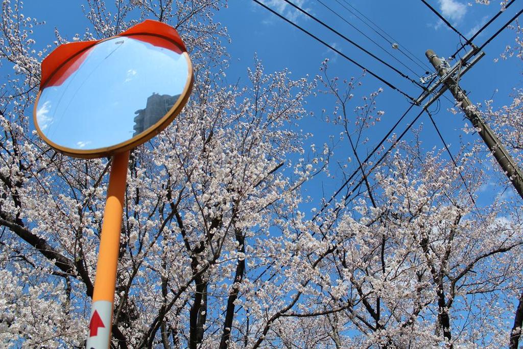 sakura1