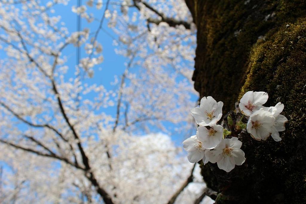 sakura2