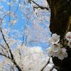 sakura2