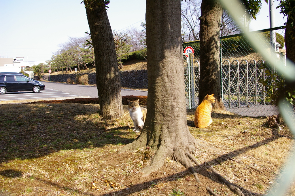 近所のねこたちのひと時