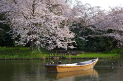 桜と船とカモ