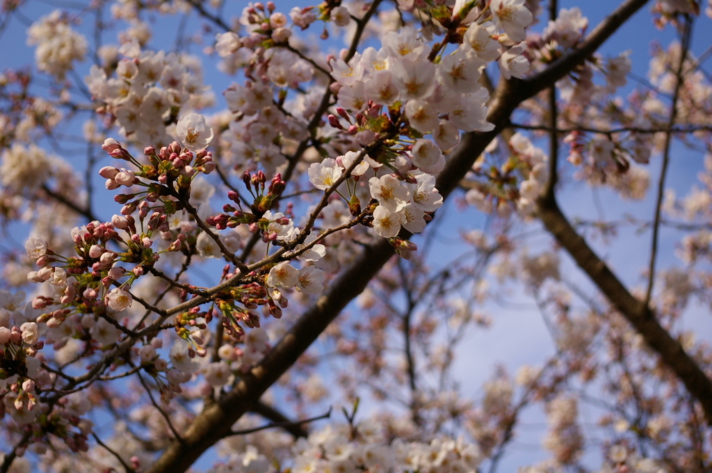 三渓園の桜