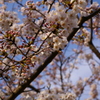 三渓園の桜