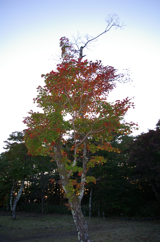 色鮮やかに紅葉してたなぁ