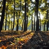 autumn snap2