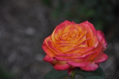 Portland rose