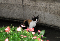 長崎の猫