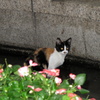 長崎の猫