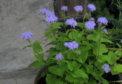 庭の花