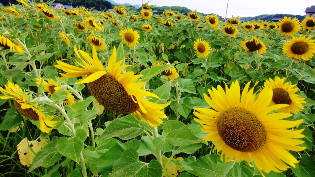 仲南 ひまわりの里