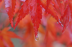 秋雨