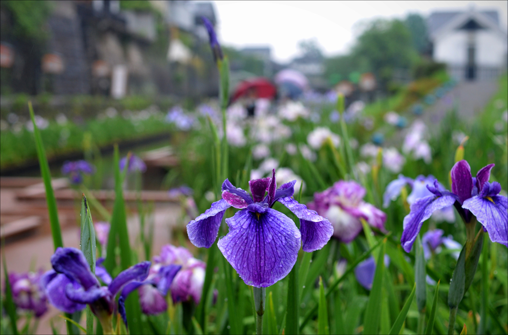 花しょうぶ園は雨でした　2