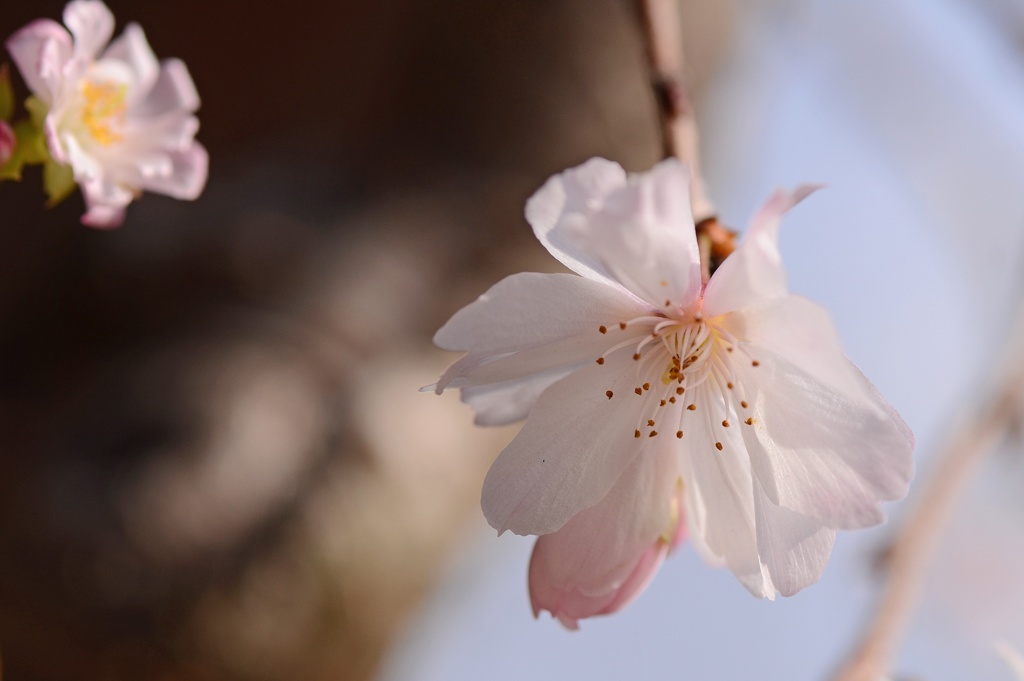 12月の桜