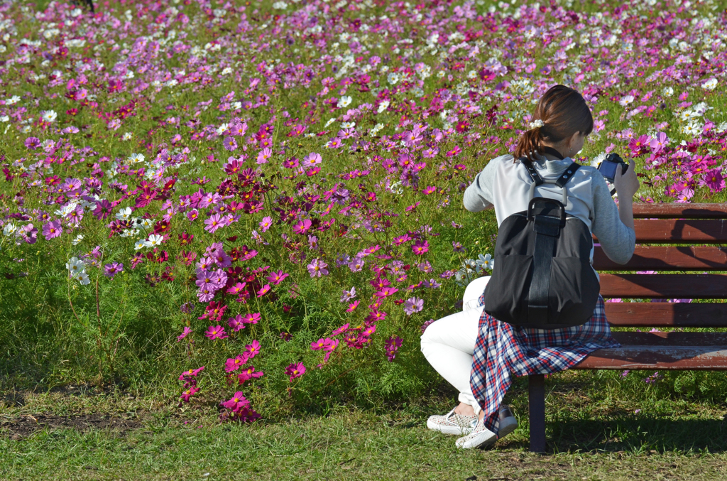 秋桜の園　2