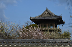 大寺禅寺の春