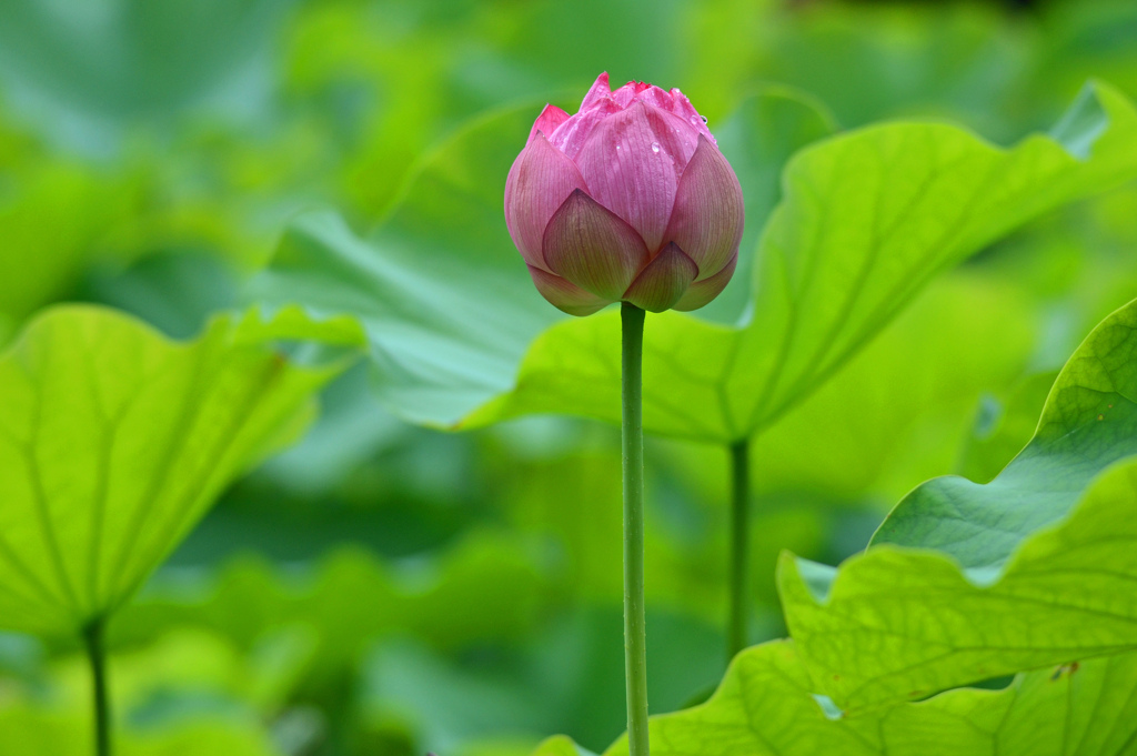 蓮の花１