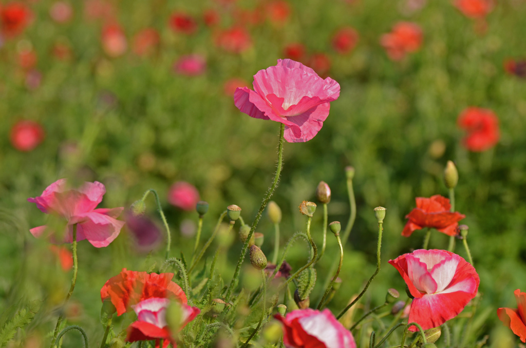ポピーの花園
