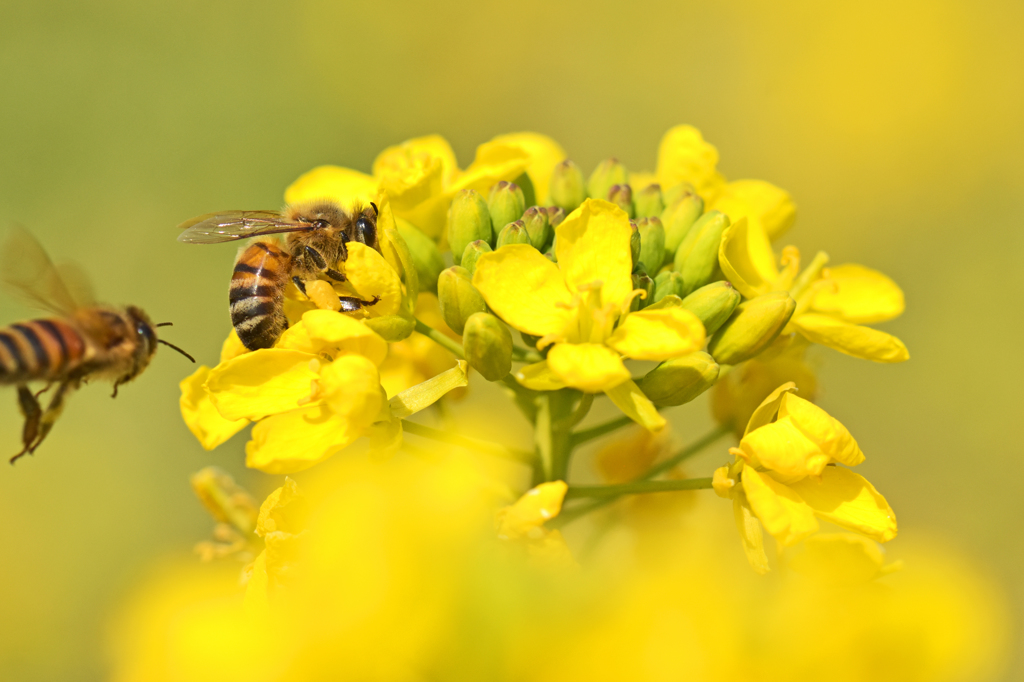 菜の花と蜜蜂　3