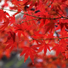 師走の紅葉　1