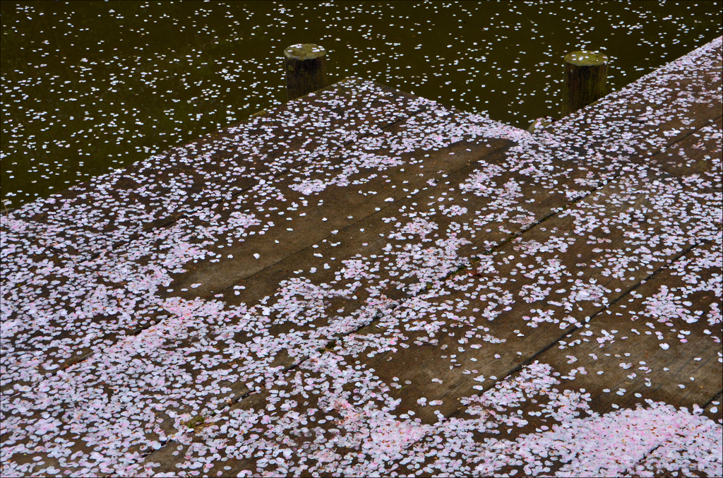 春の雪　2