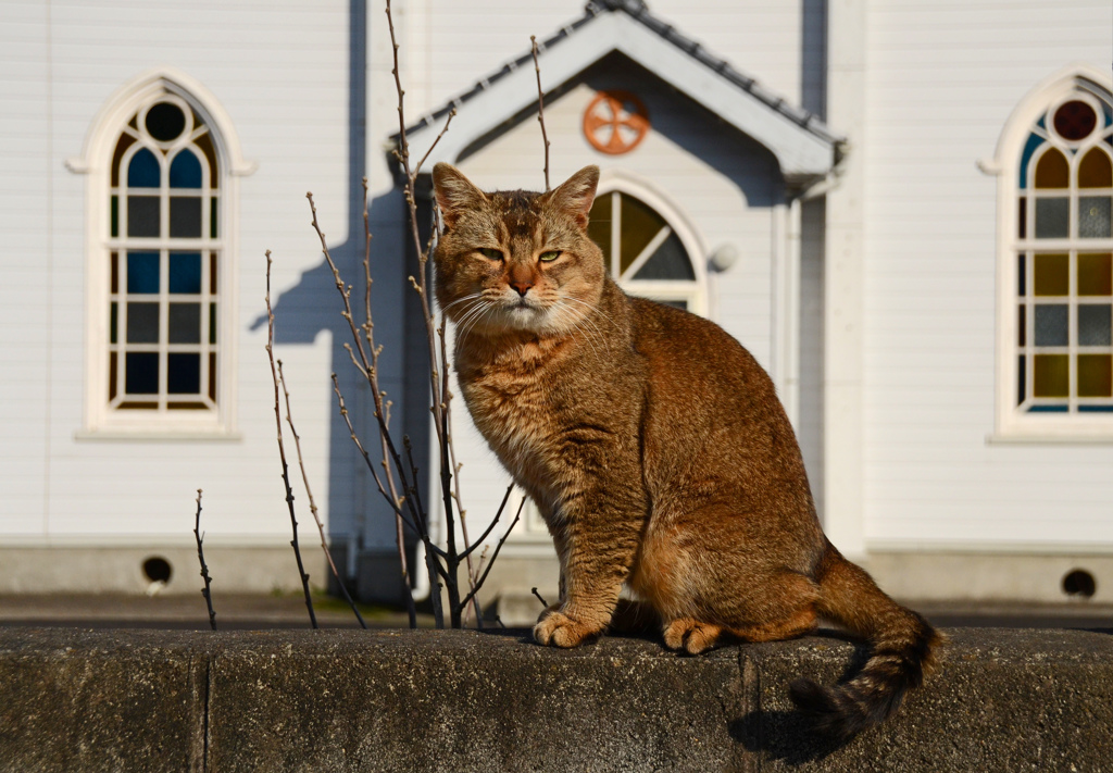 ポーズを決める猫