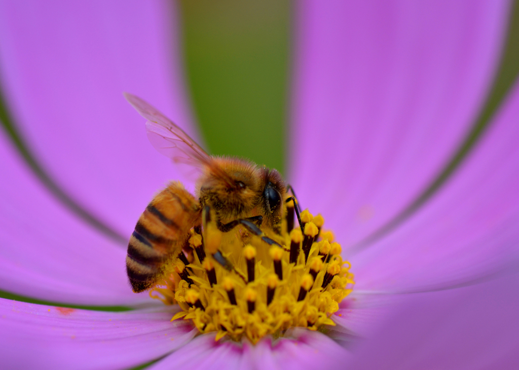花粉にまみれて By Tomiyoshi Id 写真共有サイト Photohito