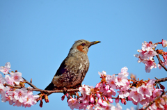 ヒヨドリと河津桜　