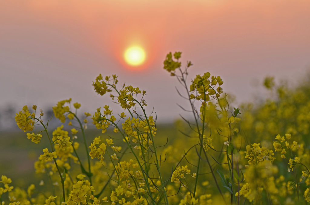 春の夕暮れ