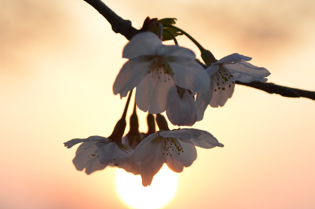 夕日とソメイヨシノ