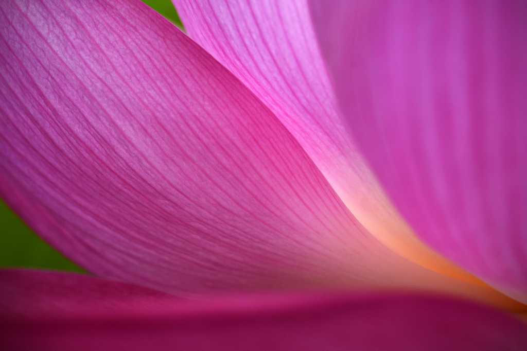 蓮の花咲く頃　2　