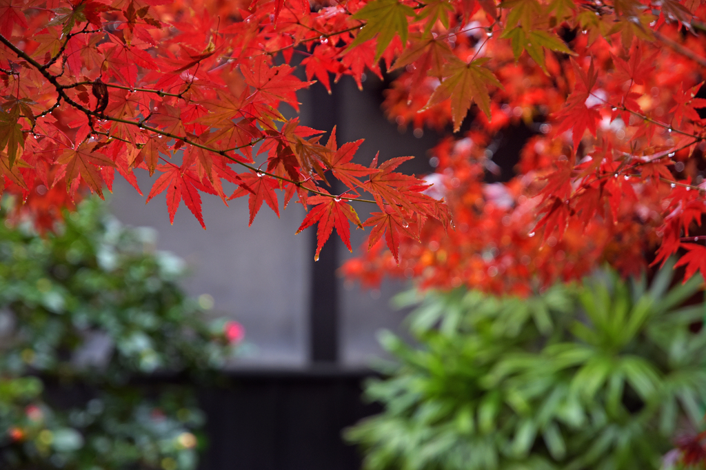 師走の紅葉　3