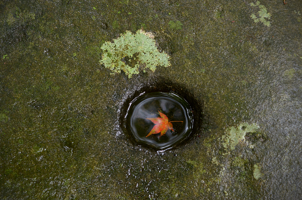 水たまりの中の小さな秋 